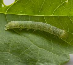 Attēlu rezultāti vaicājumam “Mamestra brassicae pupa”