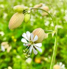 Attēlu rezultāti vaicājumam “Silene otites fruit”