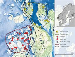 Attēlu rezultāti vaicājumam “Cliostomum corrugatum”