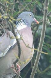 Attēlu rezultāti vaicājumam “Columba palumbus adult”