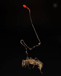 Attēlu rezultāti vaicājumam “Comatricha sp.”