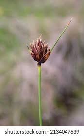 Attēlu rezultāti vaicājumam “Schoenus ferrugineus fruit”