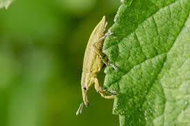 Attēlu rezultāti vaicājumam “Lixus iridis”