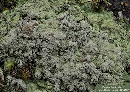 Attēlu rezultāti vaicājumam “Baeomyces rufus”