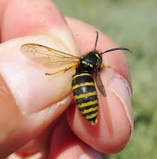 Attēlu rezultāti vaicājumam “Vespula rufa”