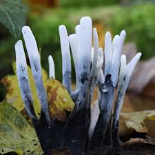 Attēlu rezultāti vaicājumam “Xylaria hypoxylon”