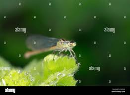 Attēlu rezultāti vaicājumam “Enallagma cyathigerum female”