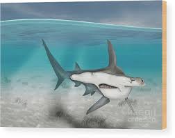 Image result for Sphyrna mokarran