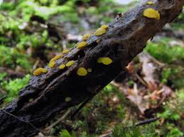 Attēlu rezultāti vaicājumam “Hymenoscyphus calyculus”