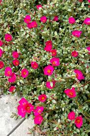 Attēlu rezultāti vaicājumam “Portulaca oleracea”