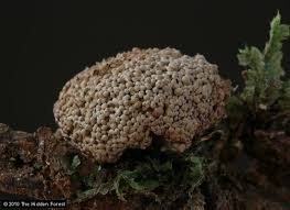 Attēlu rezultāti vaicājumam “Tubifera ferruginosa (subsp. ferruginosa) spores”