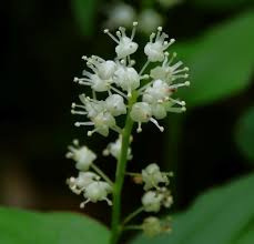 Attēlu rezultāti vaicājumam “Maianthemum bifolium bud”