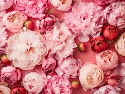 Attēlu rezultāti vaicājumam “Paeoniaceae”