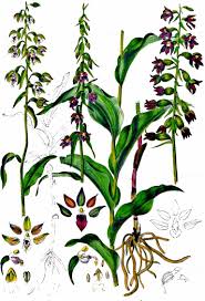 Attēlu rezultāti vaicājumam “Epipactis atrorubens bud”