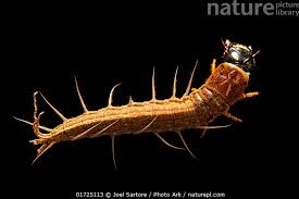 Attēlu rezultāti vaicājumam “Schizotus pectinicornis larva”