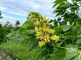Attēlu rezultāti vaicājumam “Aesculus”
