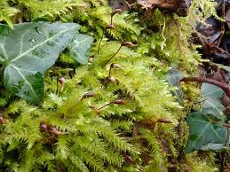 Attēlu rezultāti vaicājumam “Brachythecium rutabulum sporophyte”