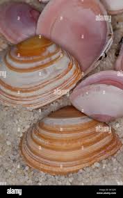 Attēlu rezultāti vaicājumam “Macoma baltica”