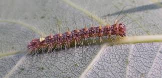 Attēlu rezultāti vaicājumam “Acronicta megacephala”