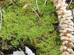 Attēlu rezultāti vaicājumam “Barbula convoluta”