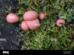 Attēlu rezultāti vaicājumam “Lycogala roseosporum spores”