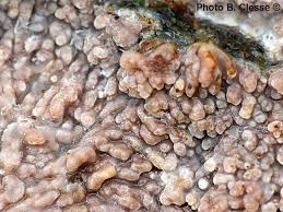 Attēlu rezultāti vaicājumam “Phlebia rufa”