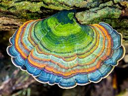 Attēlu rezultāti vaicājumam “Badhamia affinis var. microspora macro”