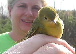 Image result for Dendroica petechia