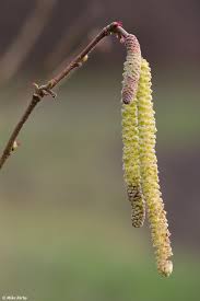 Attēlu rezultāti vaicājumam “Corylus avellana female flower”