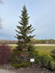 Attēlu rezultāti vaicājumam “Abies sibirica”