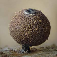 Attēlu rezultāti vaicājumam “Enerthenema papillatum spores”