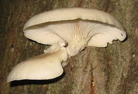 Attēlu rezultāti vaicājumam “Pleurotus ostreatus”