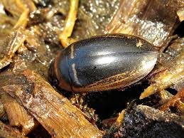 Attēlu rezultāti vaicājumam “Hydaticus transversalis”