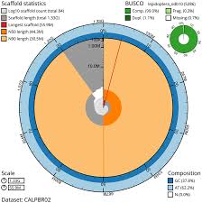 Attēlu rezultāti vaicājumam “Tholera decimalis female”