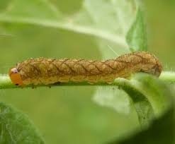 Attēlu rezultāti vaicājumam “Tenthredo mandibularis larva”