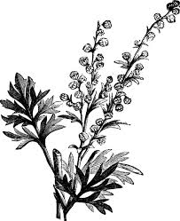 Image result for Artemisia absinthium