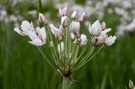 Attēlu rezultāti vaicājumam “Butomaceae”
