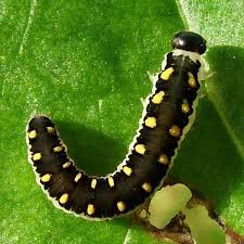 Attēlu rezultāti vaicājumam “Tenthredo mandibularis”