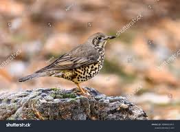 Attēlu rezultāti vaicājumam “Turdus viscivorus adult”