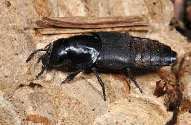 Attēlu rezultāti vaicājumam “Quedius dilatatus”