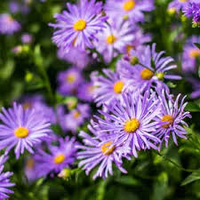 Attēlu rezultāti vaicājumam “Symphytocarpus sp.”