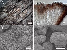 Attēlu rezultāti vaicājumam “Xylographa paralella”
