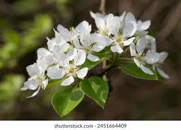 Attēlu rezultāti vaicājumam “Pyrus communis flower”