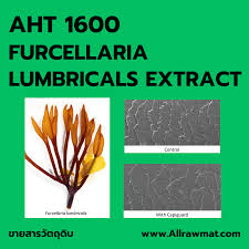 Attēlu rezultāti vaicājumam “Furcellaria lumbricalis”