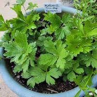 Attēlu rezultāti vaicājumam “Anemone sylvestris bud”