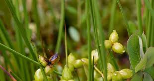 Attēlu rezultāti vaicājumam “Scheuchzeria palustris flower”