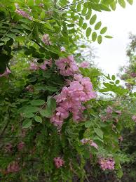 Attēlu rezultāti vaicājumam “Robinia neomexicana”