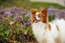 Image result for papillon