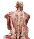 Rome  Body Worlds the death that becomes art Rome exhibitions