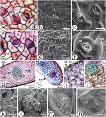 Attēlu rezultāti vaicājumam “Viscum album leaf”